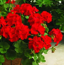 pelargonia-rabatowa-czerwona-krakowiak-nasiona-kwiatow-roslin-ozdobnych