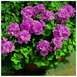 pelargonia-rabatowa-fioletowa-krakowiak-nasiona