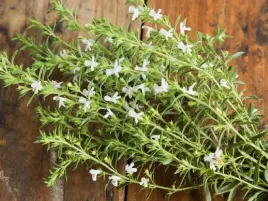 czaber-ogrodowy-leczniczy-aromatyczna-przyprawa-nasiona-ziol