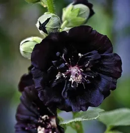 malwa-ogrodowa-czarna-prawoslaz-nasiona-kwiatow-rosliny-ozdobne