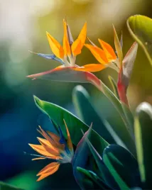 strelicja-krolewska-rajski-ptak-wysoka-jakosc-nasion-nasiona-kwiatow-profi