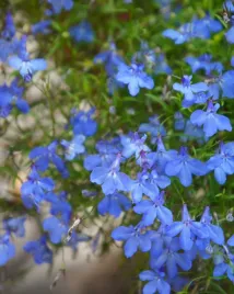 lobelia-przyladkowa-stroiczka-niebieska-lazurowy-dywan-nasiona-kwiatow