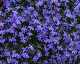 lobelia-przyladkowa-stroiczka-fioletowa-nasiona-kwiatow-roslin-ozdobnych