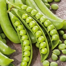 groch-groszek-siewny-luskowy-szesciotygodniowy-nasiona-warzyw