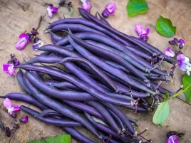 fasola-szparagowa-karlowa-fioletowa-purple-teepe-nasiona-warzyw