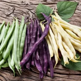 fasola-szparagowa-karlowa-trzy-kolory-mieszanka-nasiona-warzyw