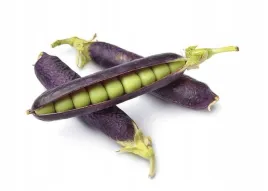 groch-groszek-siewny-luskowy-fioletowy-nasiona-warzyw