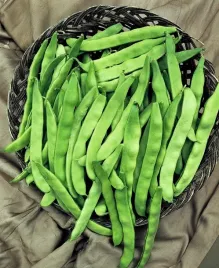 fasola-karlowa-zielona-marconi-nano-nasiona-warzyw