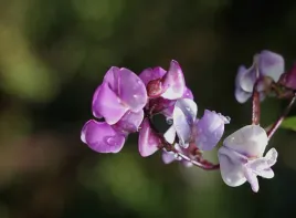 fasolnik-egipski-pnacze-rozowo-fioletowe-nasiona