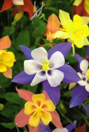 orlik-mieszancowy-mix-wieloletni-nasiona-kwiatow-roslin-ozdobnych