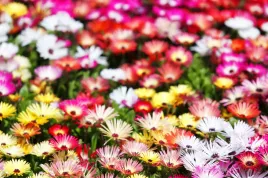 przypoludnik-mieszanka-idealna-na-suche-miejsca-nasiona-kwiatow-roslin