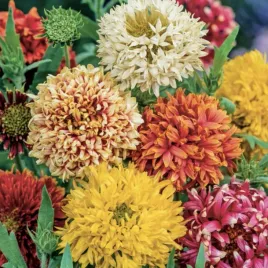 gailardia-nadobna-pelna-mieszanka-nasiona-kwiatow-roslin-ozdobnych