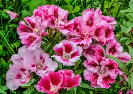 godecja-azalia-letnia-wielkokwiatowa-mieszanka-nasiona-kwiatow