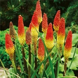 trytoma-knifofia-wieloletnia-nasiona-plonace-pochodnie-rosliny-ozdobne