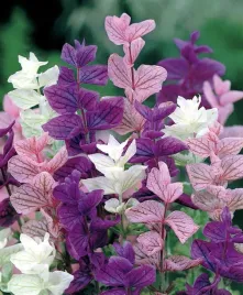 szalwia-trojbarwna-kolorowa-nasiona-kwiatow-roslin-ozdobnych