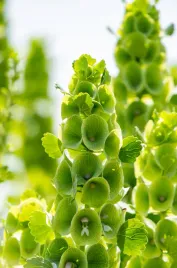 dzwonek-dzwoneki-irlandzkie-wyjatkowe-oryginalne-zielone-kwiaty-nasiona