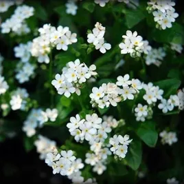 niezapominajka-biala-nasiona-kwiatow-kwiaty-rosliny-ozdobne