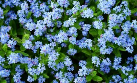 niezapominajka-alpejska-niebieska-piekne-drobne-kwiaty-nasiona-kwiatow