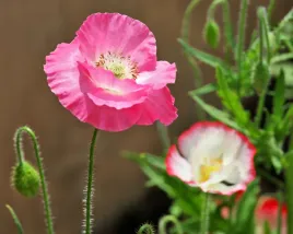 mak-polny-mieszanka-mix-nasiona-kwiatow-rosliny-ozdobne