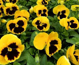 bratek-wielkokwiatowy-zolty-z-plama-nasiona-kwiatow-roslin-ozdobnych