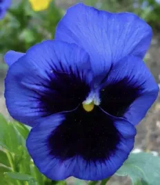 bratek-wielkokwiatowy-niebieskie-kwiaty-nasiona-kwiatow-roslin-ozdobnych