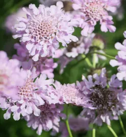 driakiew-wdowka-gwiazdzista-liliowa-nasiona-kwiatow-roslin-ozdobnych