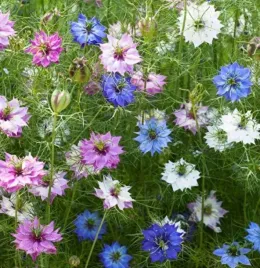 czarnuszka-damascenska-mieszanka-nasiona-roslin-ozdobnych