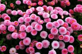 stokrotka-pospolita-pomponowa-rozowa-nasiona-kwiatow-roslin-ozdobnych