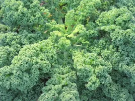 jarmuz-zielony-bogaty-w-witaminy-nasiona-warzyw-warzywa