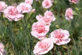 gozdzik-pierzasty-mieszanka-nasiona-kwiatow-roslin-ozdobnych