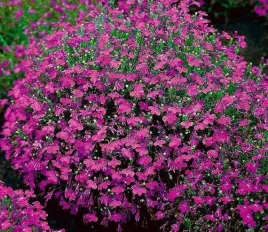 lobelia-przyladkowa-stroiczka-rozowa-rozowy-dywan-nasiona-kwiatow