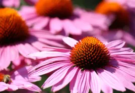 rudbekia-jezowka-purpurowa-wieloletnia-bylina-wabik-motyli-nasiona