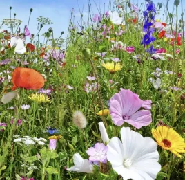 mieszanka-roslin-dziko-rosnacych-mieszanka-kolorow-nasiona-rosliny-ozdobne