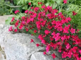 gozdzik-kropkowany-karminowoczerwony-nasiona