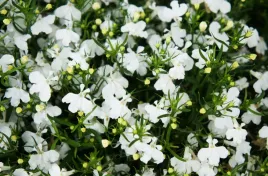 lobelia-przyladkowa-biala-nasiona-kwiatow-roslin-ozdobnych