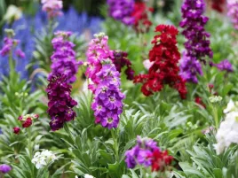 lewkonia-mieszanka-kolorow-pachnace-kwiaty-nasiona-rosliny-ozdobne