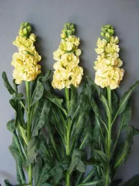 lewkonia-zolta-pachnace-kwiaty-nasiona-rosliny-ozdobne