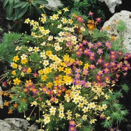 gwiezdzista-roslina-dywan-z-kolorowych-kwiatow-nasiona-rosliny-ozdobne