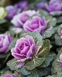 kapusta-ozdobna-mix-mieszanka-kolorow-dekoracyjne-liscie-nasiona-kwiatow