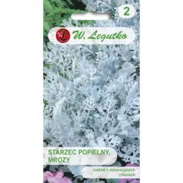 starzec-popielny-mrozy-srebrnobialy-nasiona