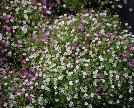 gipsowka-wytworna-mieszanka-kolorow-nasiona-kwiatow