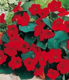 nasturcja-czerwona-wysoka-pnacze-nasiona-kwiatow-rosliny-ozdobne