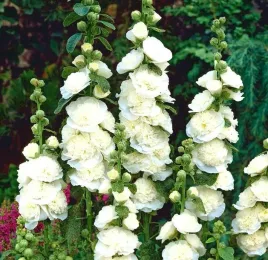 malwa-ogrodowa-biala-pelna-nasiona-kwiatow-rosliny-ozdobne