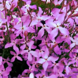 maciejka-pachnaca-nasiona-kwiatow-roslin-ozdobnych-okolo-1400-szt-nasion