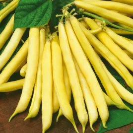 fasola-zwykla-karlowa-zlota-saxa-nasiona-warzyw-fasoli-okolo-200-szt-nasion
