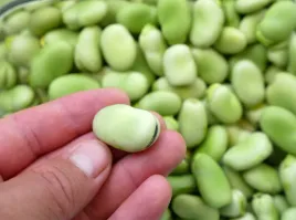 bob-windsor-bialy-pozny-bardzo-plenny-duze-zielonobiale-nasiona-warzyw