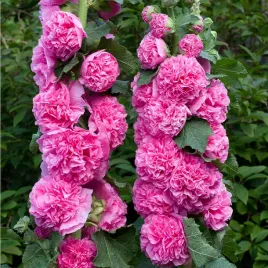 malwa-ogrodowa-rozowa-pelna-prawoslaz-nasiona-kwiatow-rosliny-ozdobne