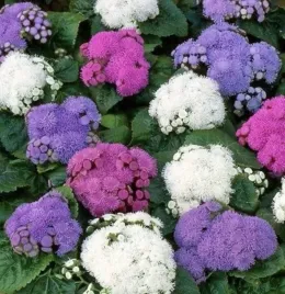 zeniszek-meksykanski-mieszanka-nasion-kwiatow-roslin-ozdobnych