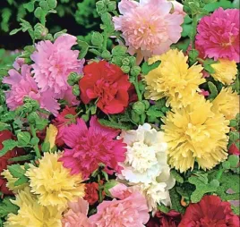 malwa-jednoroczna-pelna-mieszanka-kolorow-nasiona-kwiatow-rosliny-ozdobne