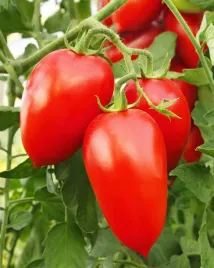 pomidor-malinowy-bosman-karlowy-typ-lima-slodki-odporny-plenny-nasiona